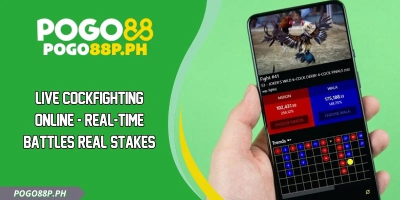 Live Cockfighting Online - Real-Time Battles Real Stakes