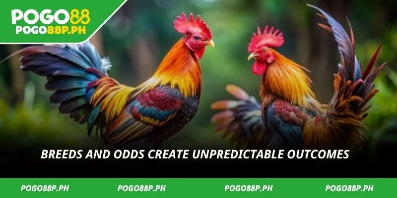  Breeds and odds create unpredictable outcomes