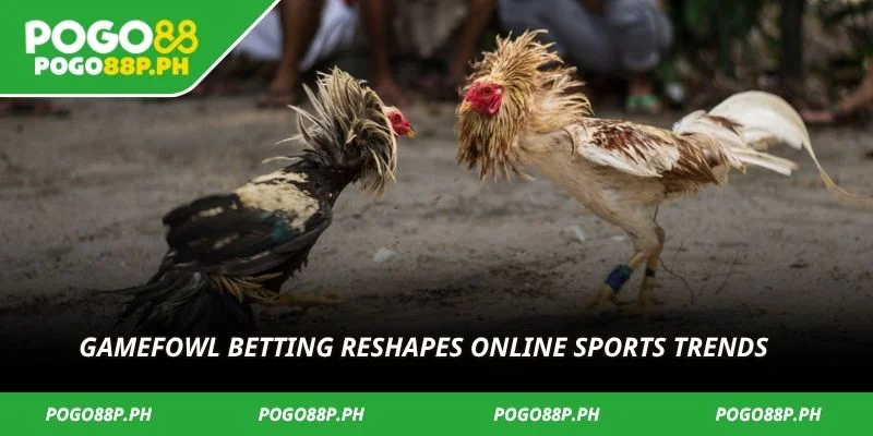 Gamefowl betting reshapes online sports trends